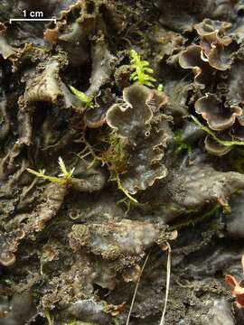 Image of felt lichen