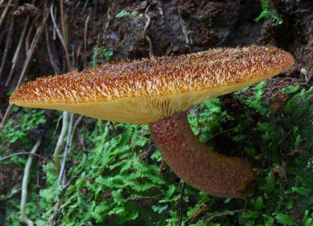 Image of Tricholomopsis scabra J. A. Cooper 2016