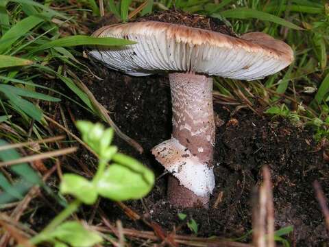 Image of Amanita novinupta Tulloss & J. Lindgr. 1994