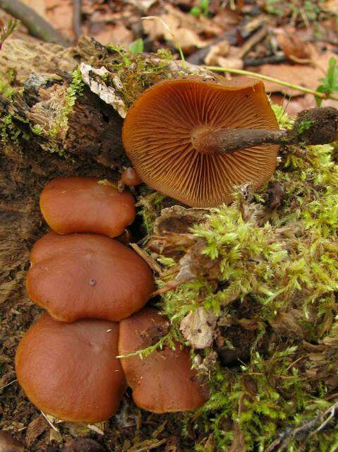 Image of Galerina