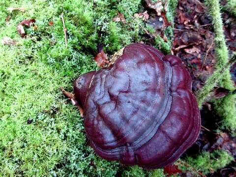 Ganoderma oregonense Murrill 1908的圖片