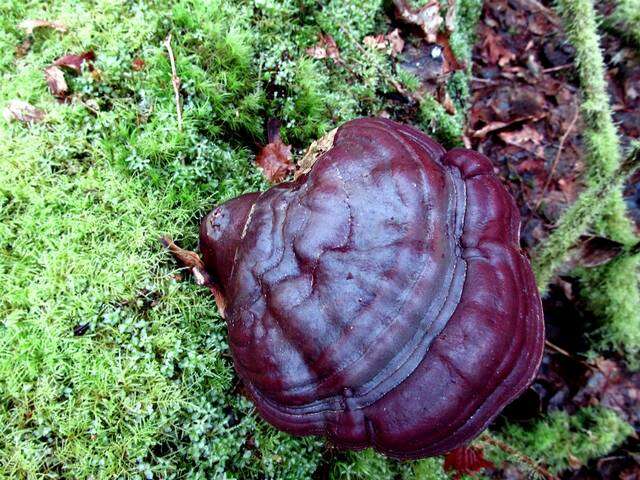 Image of Ganoderma oregonense Murrill 1908