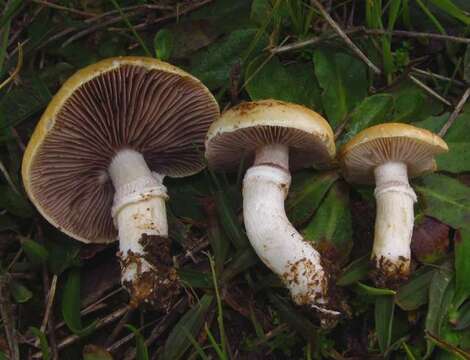 Image of Psilocybe coronilla (Bull.) Noordel. 1995