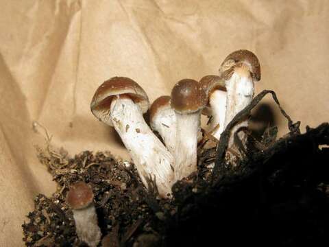 Image of Psilocybe ovoideocystidiata Guzmán & Gaines 2007