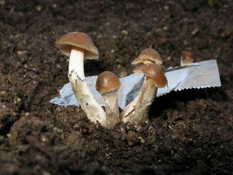 Image of Psilocybe ovoideocystidiata Guzmán & Gaines 2007