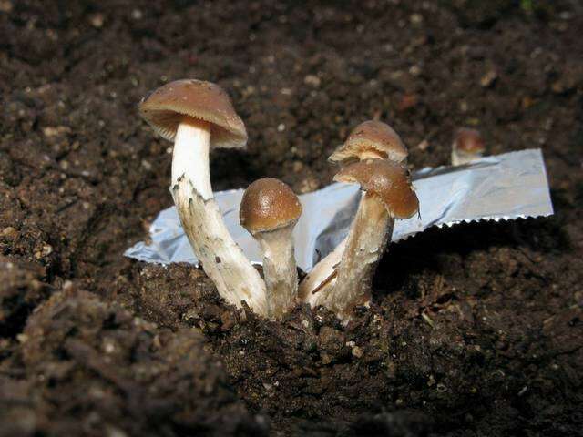 Imagem de Psilocybe ovoideocystidiata Guzmán & Gaines 2007