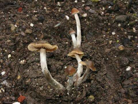 Image of Psilocybe ovoideocystidiata Guzmán & Gaines 2007