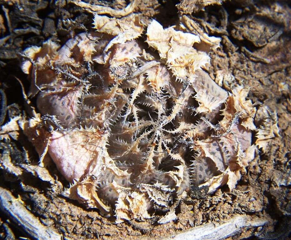 Haworthia nortieri G. G. Sm. resmi