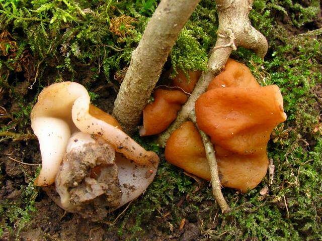 Image of Gyromitra korfii (Raitv.) Harmaja 1973