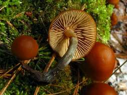 Image of Galerina