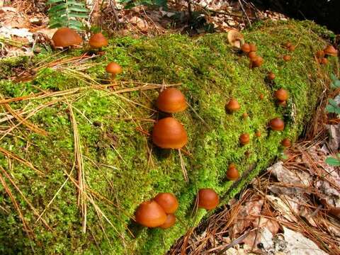 Image of Galerina