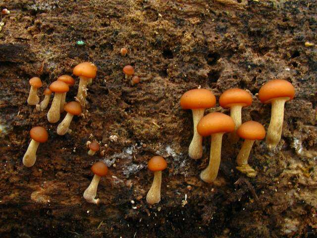 Image of Galerina