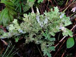 Image of ragged lichen