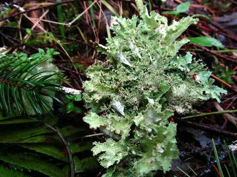 Image of ragged lichen