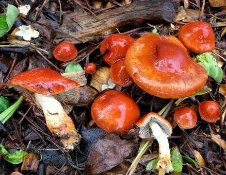 Image of Leratiomyces