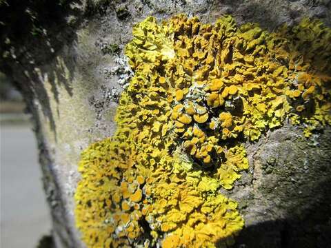 Image of orange wall lichen