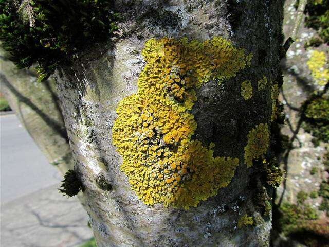 Image of orange wall lichen