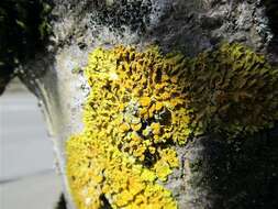 Image of orange wall lichen