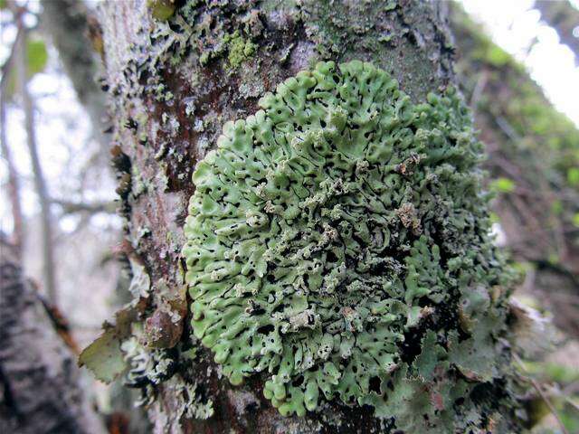 Image of honeycombed lichen