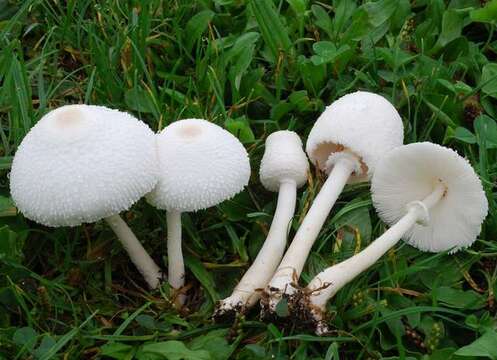 Plancia ëd Leucocoprinus