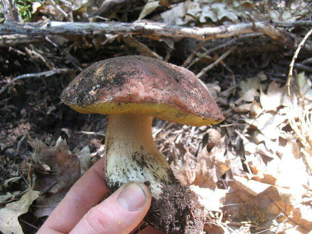 Sivun Boletus rex-veris D. Arora & Simonini 2008 kuva