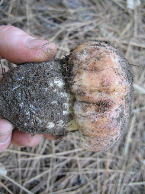 Image of Boletus rex-veris D. Arora & Simonini 2008