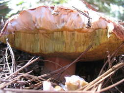 Sivun Boletus rex-veris D. Arora & Simonini 2008 kuva