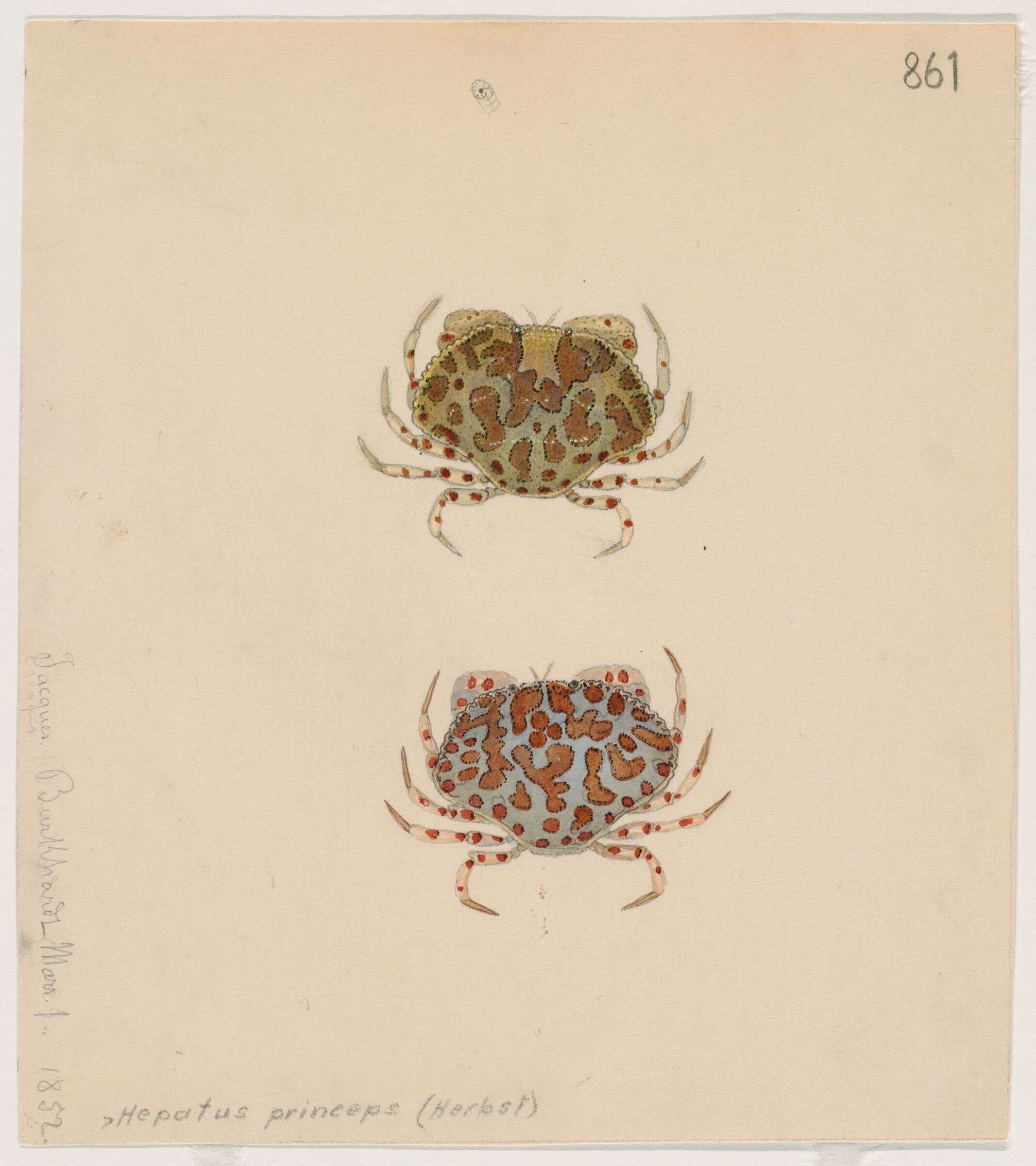 Image of Aethroidea Dana 1851