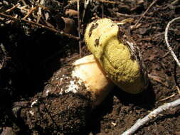 Imagem de Boletus rex-veris D. Arora & Simonini 2008