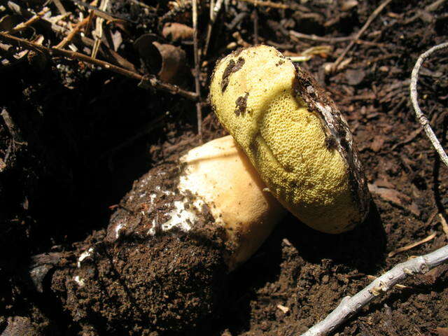 Sivun Boletus rex-veris D. Arora & Simonini 2008 kuva