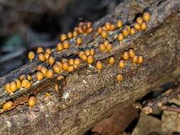 Image of Egg-shell Slime Mould