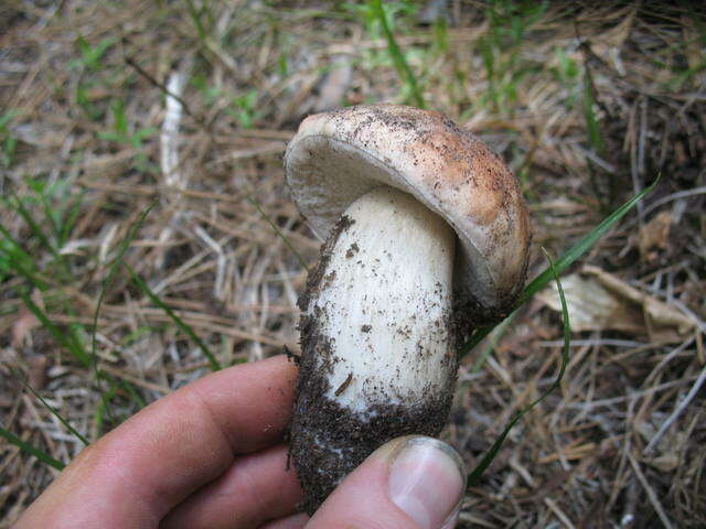 Sivun Boletus rex-veris D. Arora & Simonini 2008 kuva