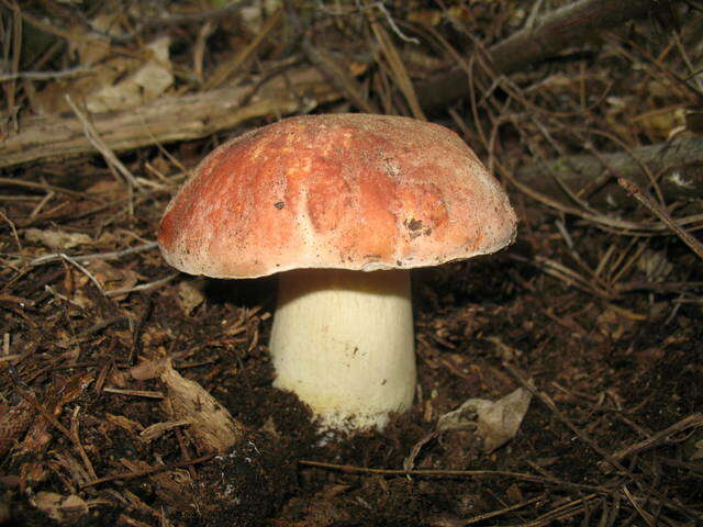 Sivun Boletus rex-veris D. Arora & Simonini 2008 kuva