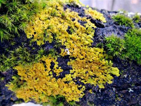 Image de Xanthoria