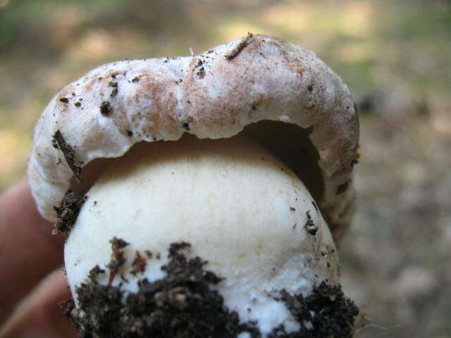 Sivun Boletus rex-veris D. Arora & Simonini 2008 kuva