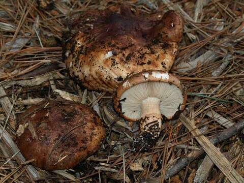 Image of Tricholoma fracticum (Britzelm.) Kreisel 1984