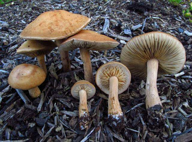 Image de Agrocybe