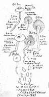 Lyophyllaceae resmi