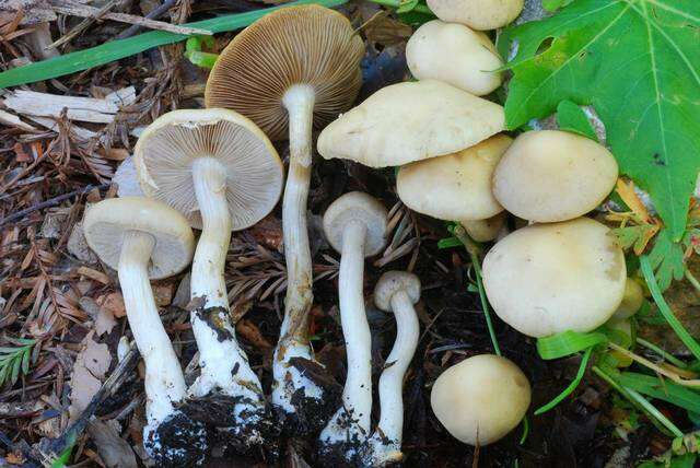 Image de Agrocybe