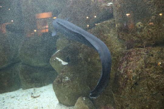 Image of Conger Eel