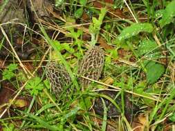 Plancia ëd Morchellaceae