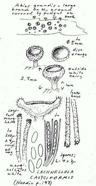 Image of Helvellaceae