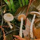 Image of Cortinarius epipoleus Fr. 1838