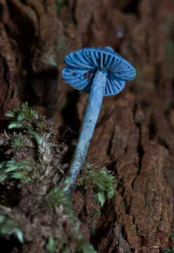 Image of Entoloma virescens (Sacc.) E. Horak ex Courtec. 1986