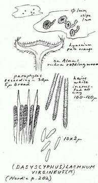 Image of Lachnaceae