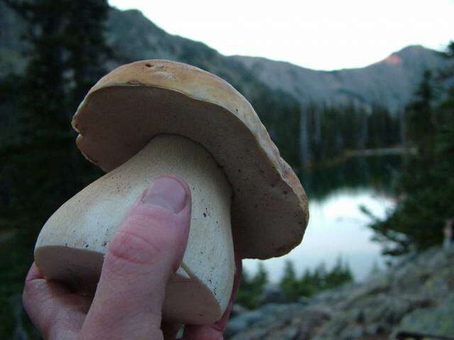 Image of Boletus