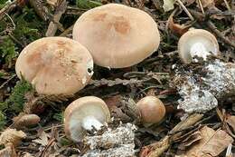 صورة Leucopaxillus