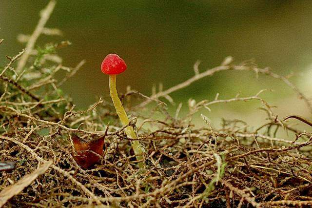 Image of Mycena acicula (Schaeff.) P. Kumm. 1871