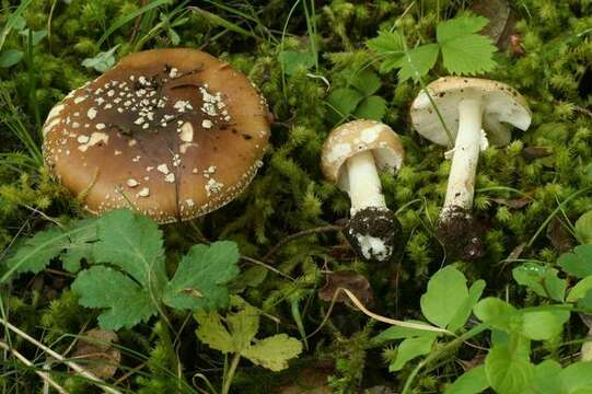 Image of Amanita pantherinoides Murrill 1912