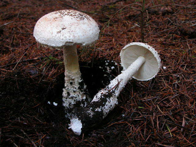 Plancia ëd Amanita smithiana Bas 1969